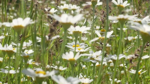 Summer daisies Stock Footage 234303315