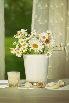 Summer daisies in front of window Stock Photos