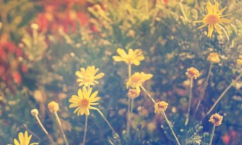 Summer Daisies Stock Photos