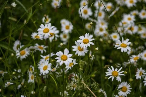 Summer daisies Stock Photos