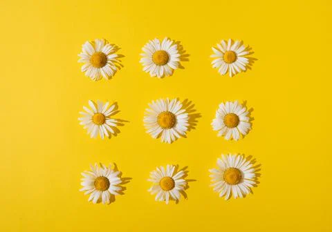 Summer daisies on a yellow background Foto stock