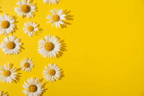 Summer daisies on a yellow background Stock-Fotos
