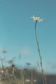 Summer Daisy Stock Photos