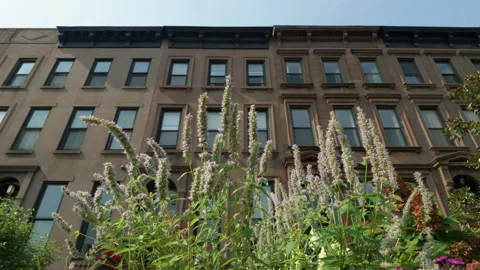 Summer dan pink flowers in front of Brooklyn brownstones Stock Footage 341895067