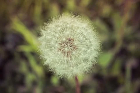 Summer Dandelion Seedhead Stock Photos