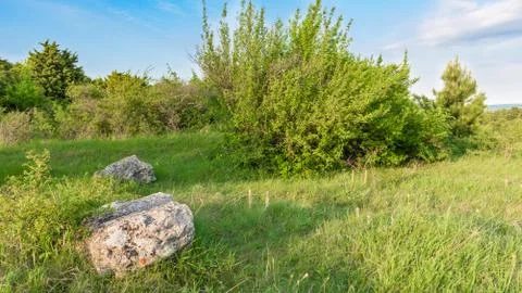 Summer dawn in forest landscape Stock Photos
