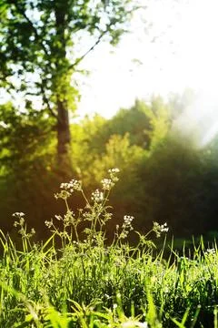 Summer Dawn In Forest Stock-Fotos