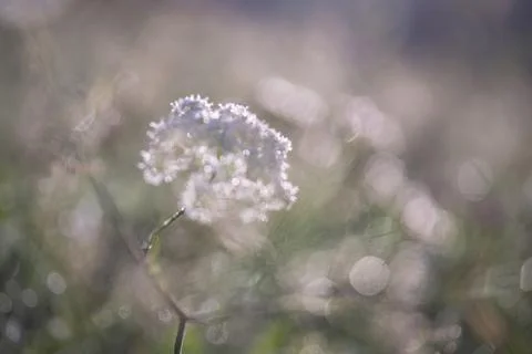 Summer dawn impression 스톡 사진