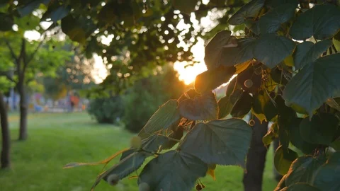 Summer day in the background of the setting sun and the playground Video stock 121689151