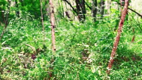 Summer day. Calm green forest Stock Footage 156260558