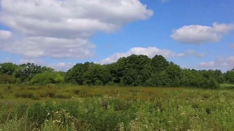 Summer day - field with grass Stock Footage 79534572