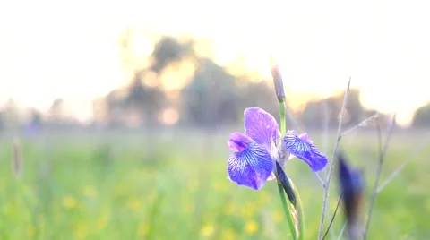 Summer Day Stock Footage 56606830