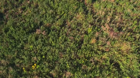 Summer day in the forest. Crystal clear windy air and visible wild forest g.. Stockbeeldmateriaal 232869563