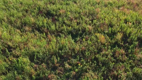 Summer day in the forest. Crystal clear windy air and visible wild forest g.. Stock Footage 232869574