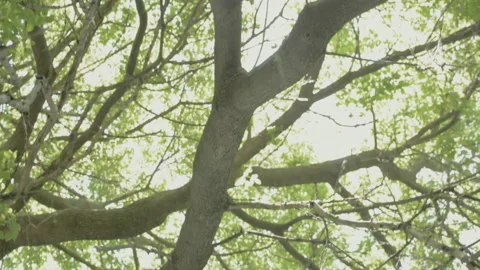 Summer day in a forest Stock Footage 156471701