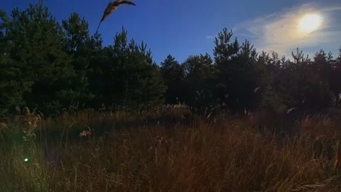 Summer Day In A Forest Glade Stock Footage 147859555