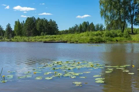 Summer day at a forest lake. Ecologically clean nature. Stock Photos