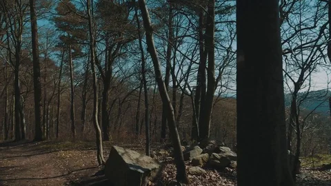 Summer Day in a Forrest with Great Background View | HD Stock Footage 88317098