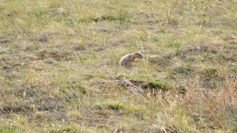 Summer. Day. Gopher sits in the field Stock Footage 312160644