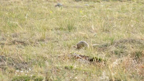 Summer. Day. Gopher sits in the field Stock Footage 312160831