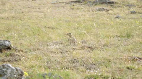 Summer. Day. Gopher sits in the field Stock Footage 312160842