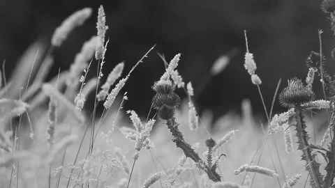 Summer day - grass in the meadow. Stock Footage 77922846