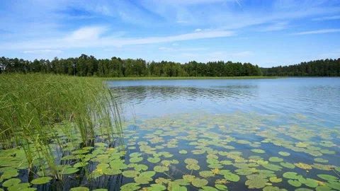 Summer day at the lake Stock Footage 137575380