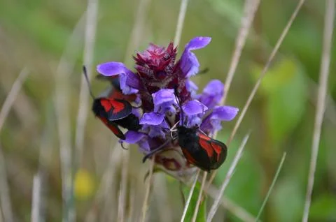 Summer day in a meadow featuring a close-up of scarlet moths on a purple fl.. Stock Photos