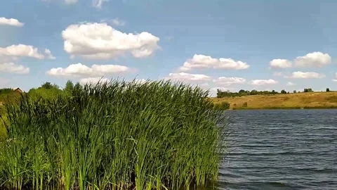 Summer day in nature next to the river under a blue cloudy sky, grass sways, wat Stock Footage 198135432