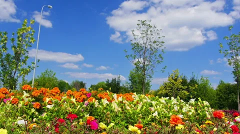Summer day in a park. Stock Footage 28304844