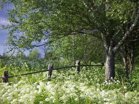 Summer day Stock Photos
