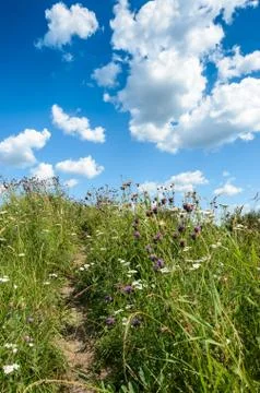 Summer day. Stock Photos
