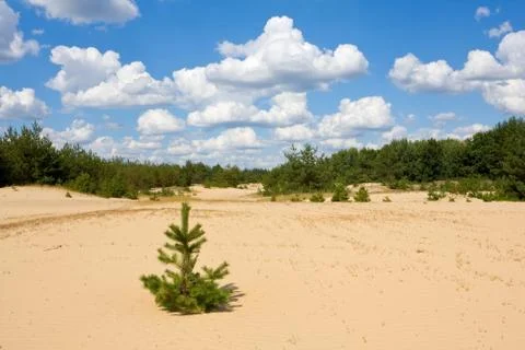 Summer day in pine forest Stock Photos