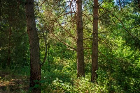On a summer day in a pine forest Stock Photos