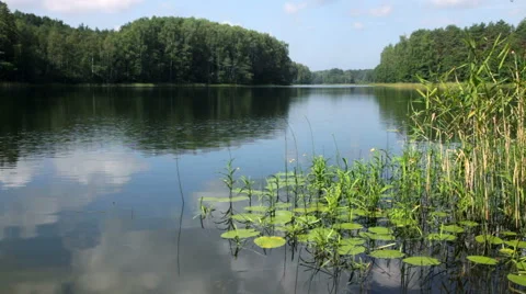 Summer day at remote forest lake Stock Footage 65743955