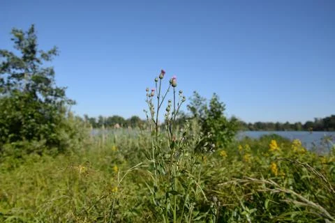 Summer day at the river Stock Photos