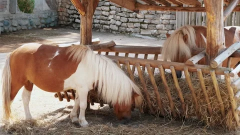 Summer Day at a Rustic Stable with Grazing Ponies Stock Footage 306188545