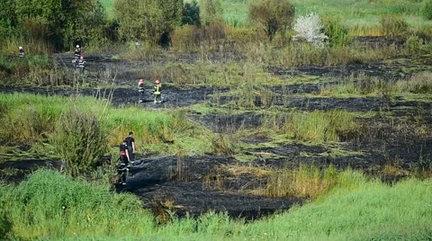Summer day scene with an extinguished wildfire on a meadow 動画素材 65190146