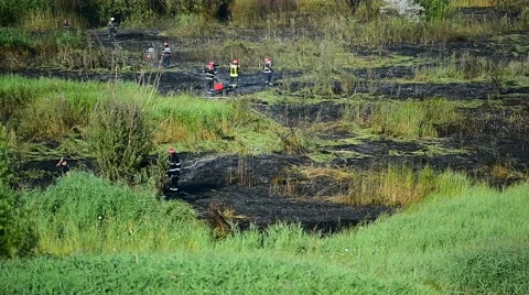 Summer day scene with an extinguished wildfire on a meadow Stock Footage 65190147