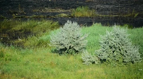 Summer day scene with an extinguished wildfire on a meadow Video stock 65190148