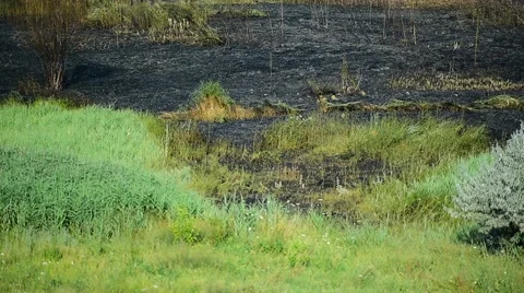 Summer day scene with an extinguished wildfire on a meadow 動画素材 65190157