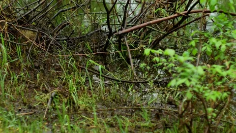 On a summer day, a small bird is looking for food after the rain Stock Footage 154872675