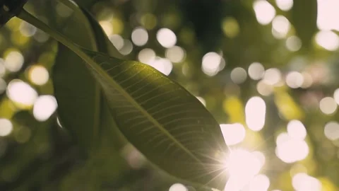 Summer Day. Sunlight Through a Green Leaf . Beam of Light Flare. Handheld Stock Footage 130952945