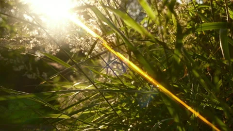 Summer day, sunset light, plants, cinematic. Nature field overlay background Stock Footage 280029553