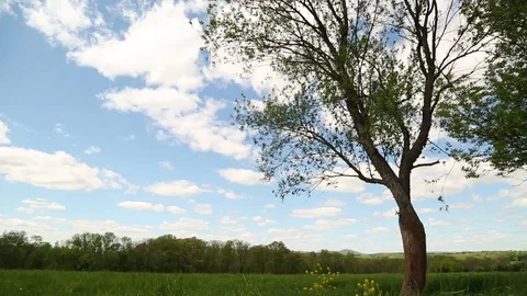 Summer Day Tree Stock Footage 94337852