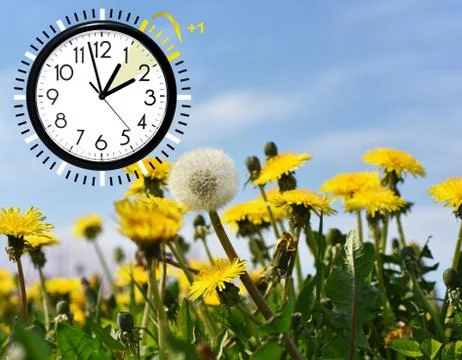 Summer Daylight Saving Time (DST). Blue sky with yellow dandelions. Turn time Stock Photos