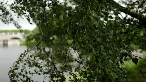 In summer, the daytime the wind blows on the tree 스톡 동영상 84405425