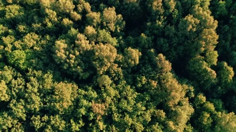 Summer in deciduous forest aerial top view, sunset Stock Footage 155446298