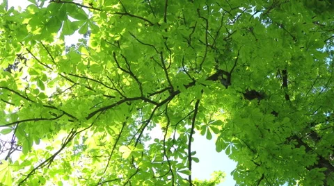 Summer Deciduous Forest Stock Footage 49744798