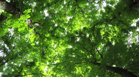 Summer Deciduous Forest Stock Footage 50285170